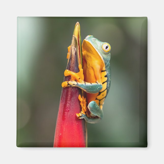 Tiger Leged Monkey Tree Frog Green Orange Magnet (Vorne)