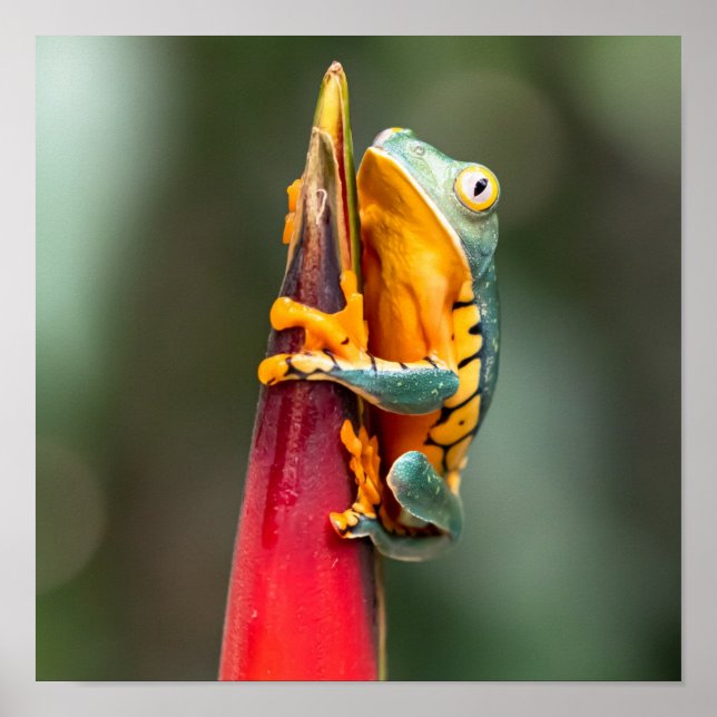 Tiger Leged Monkey Tree Frog Green Orange Poster (Vorne)