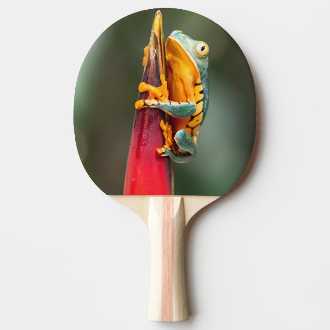 Tiger Leged Monkey Tree Frog Green Orange Tischtennis Schläger (Vorderseite)