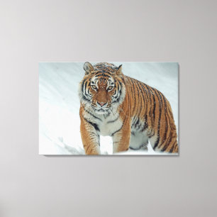 Tiger Leinwanddruck