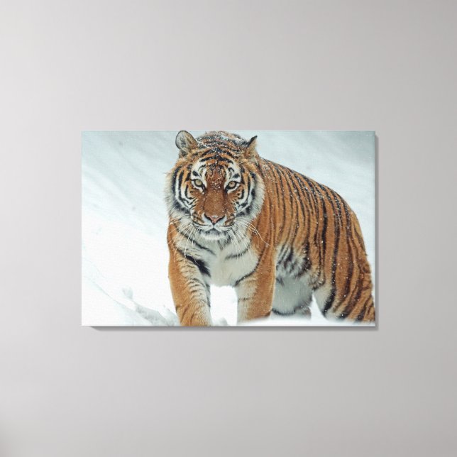 Tiger Leinwanddruck (Vorderseite)