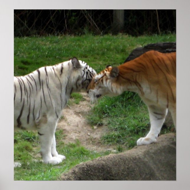 Tiger-Liebe Poster (Vorne)