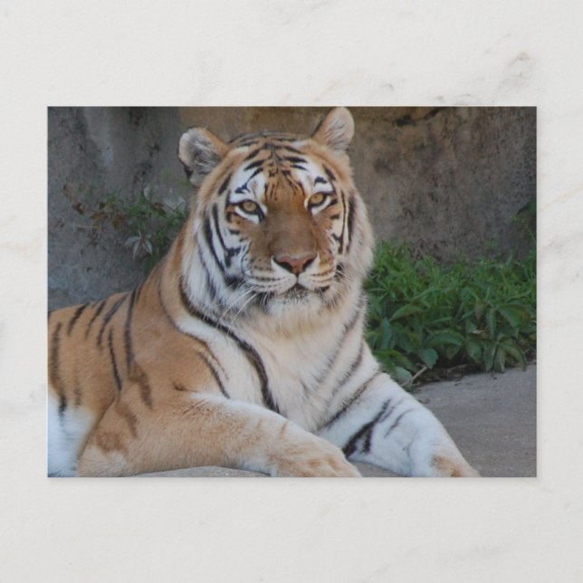 Tiger-Liebe Postkarte (Vorderseite)