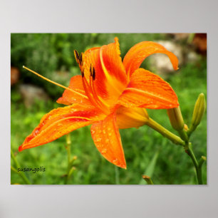 Tiger-Lilie Botanischer Wert Poster