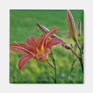 Tiger-Lilien Magnet