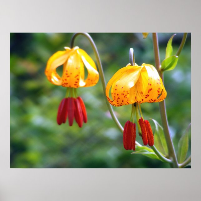 Tiger-Lilien Poster (Vorne)