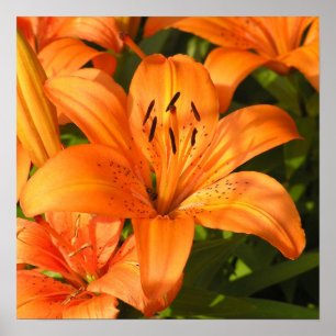 Tiger Lilies Fotograf Poster