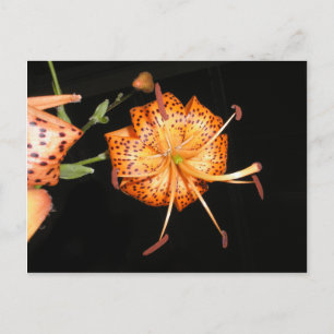 Tiger Lilly auf schwarzem Hintergrund Postkarte