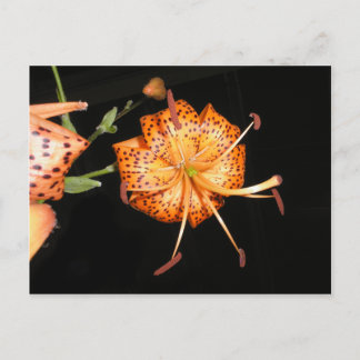 Tiger Lilly auf schwarzem Hintergrund Postkarte
