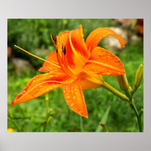 Tiger Lily Botanic Value Poster