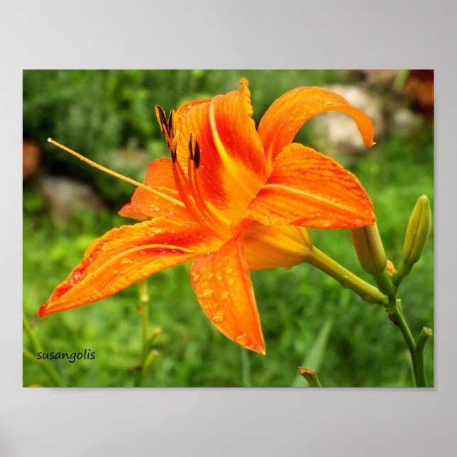 Tiger Lily Botanic Value Poster (Vorne)