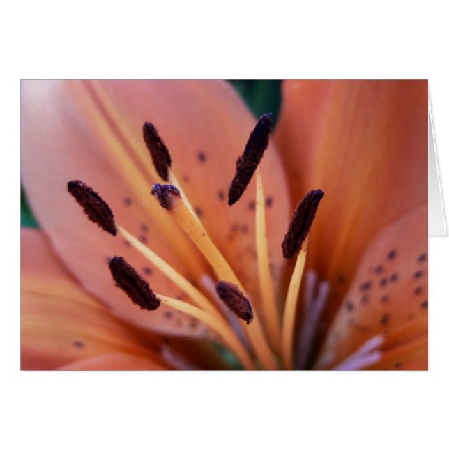 Tiger Lily Card (Vorderseite (Horizontal))