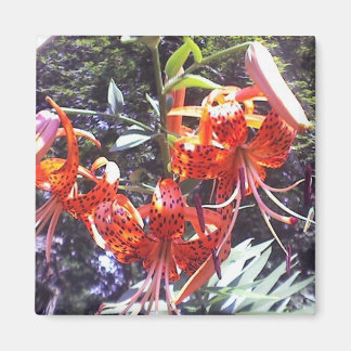 Tiger Lily Collection Magnet