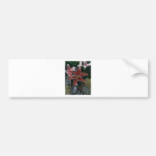 Tiger Lily Gibney The MUSEUM Zazzle Geschenke Autoaufkleber