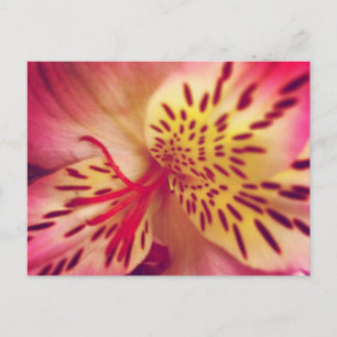 Tiger Lily Postcard Postkarte