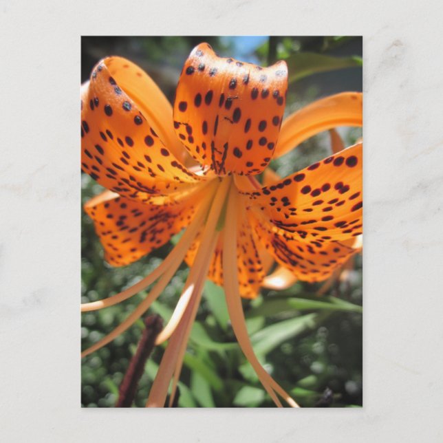Tiger Lily Postcards Postkarte (Vorderseite)