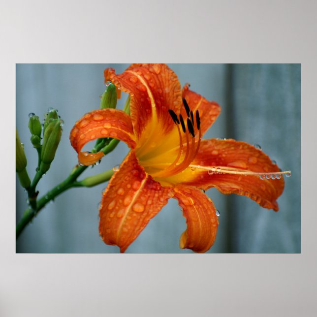 Tiger Lily Poster (Vorne)