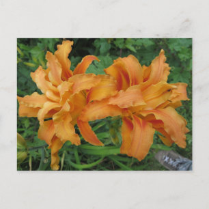 Tiger Lily Postkarte