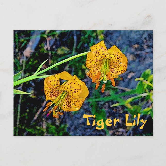 Tiger Lily Postkarte (Vorderseite)