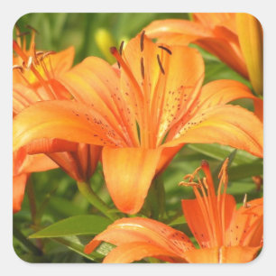 Tiger Lily Quadratischer Aufkleber