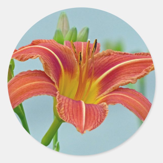 Tiger Lily Runder Aufkleber (Vorderseite)