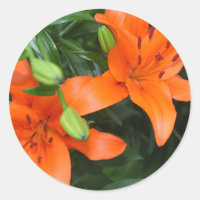 Tiger Lily