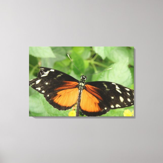 Tiger Longwing Butterfly Canvas Print Leinwanddruck (Vorderseite)
