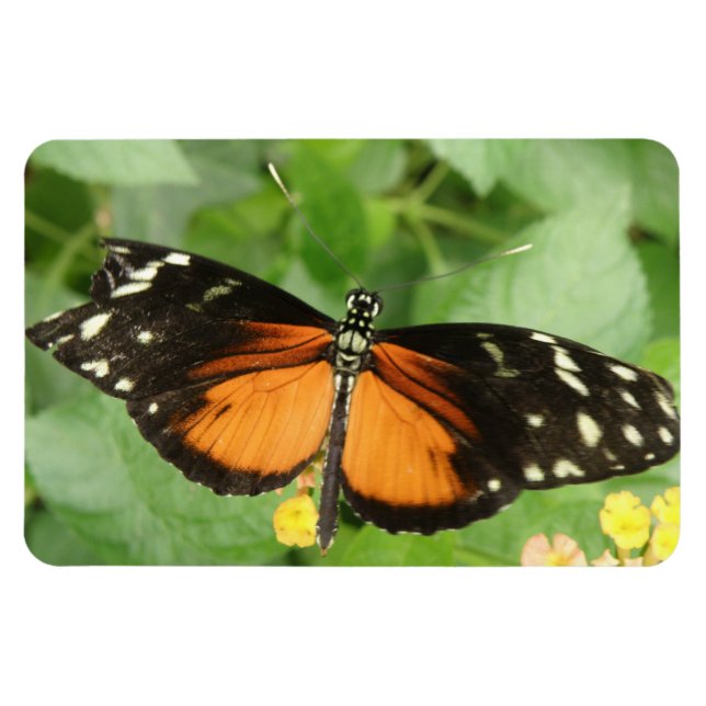 Tiger Longwing Butterfly Flexi Magnet (Horizontal)