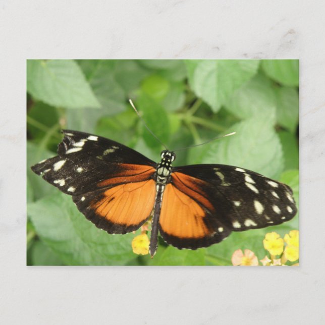 Tiger Longwing Butterfly Postcard Postkarte (Vorderseite)