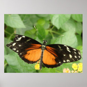 Tiger Longwing Butterfly Print Poster