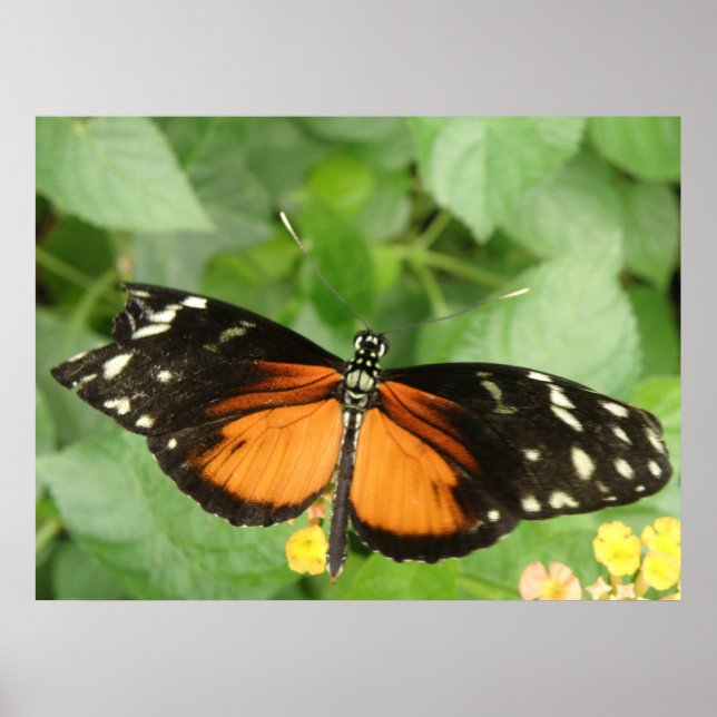 Tiger Longwing Butterfly Print Poster (Vorne)