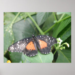 Tiger Longwing Butterfly Print Poster
