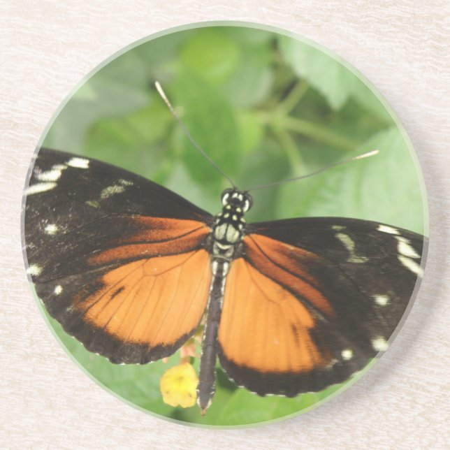 Tiger Longwing Butterfly Untersetzer (Vorne)