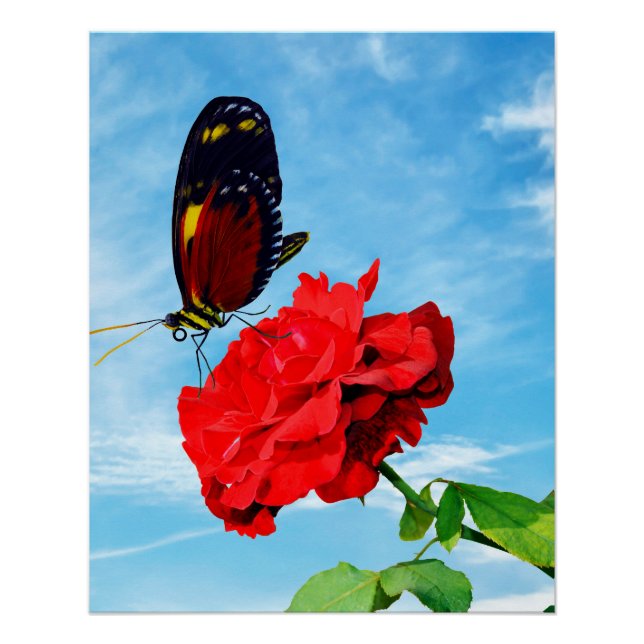 Tiger Longwing Schmetterling bestäubt eine Rose Do Poster (Vorderseite)