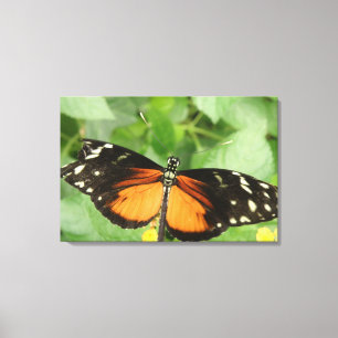 Tiger Longwing Schmetterling Leinwanddruck