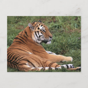 Tiger Lounges in Gras Postkarte