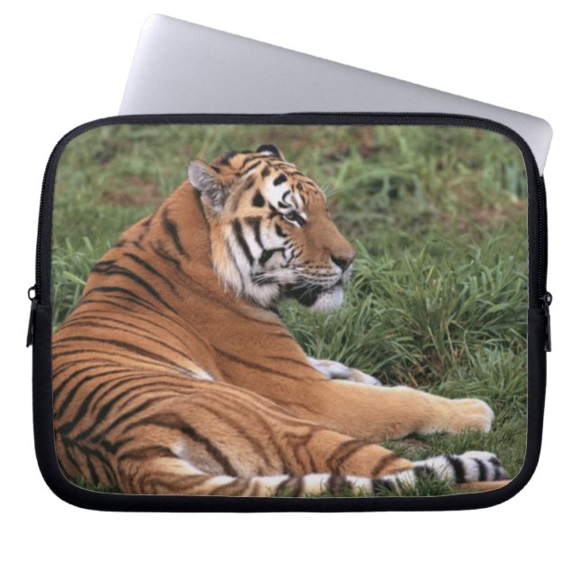 Tiger Lounges Laptop-Sieb Laptopschutzhülle (Vorderseite)