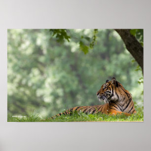 Tiger Lounging unter einem Baum Poster