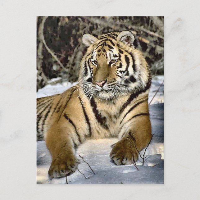 Tiger Lovers Kunstgeschenke Postkarte (Vorderseite)