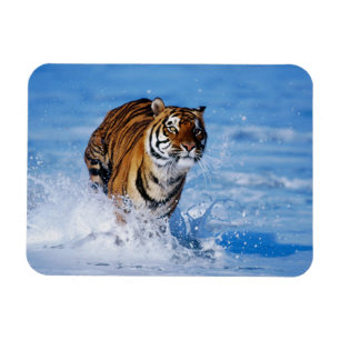 Tiger Magnet