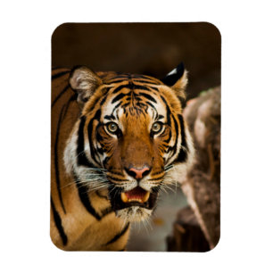 Tiger Magnet