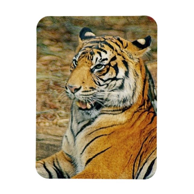 Tiger Magnet (Vertikal)