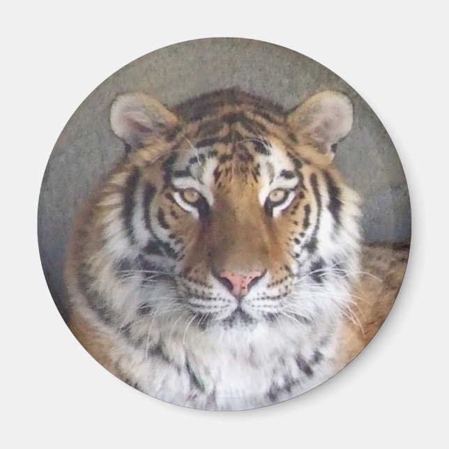 Tiger Magnet (Vorne)