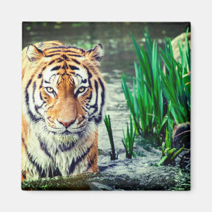 Tiger-Magnet Magnet