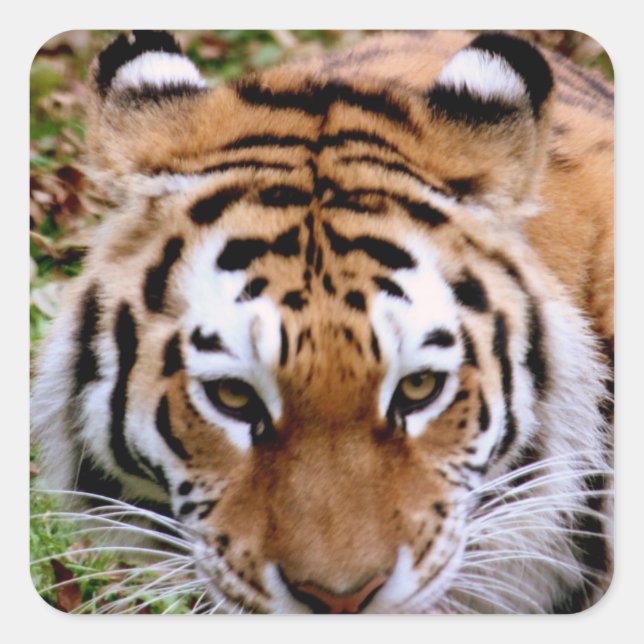 Tiger Markierungen Aufkleber (Vorderseite)