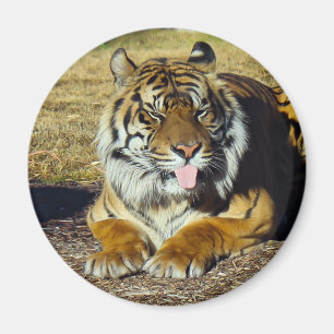 Tiger mit einem ` tude Magneten Magnet