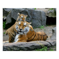 Tiger mit Jungtier