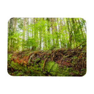 Tiger Mountain Issaquah, Bundesstaat Washington Magnet