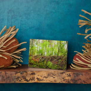 Tiger Mountain   Issaquah, Staat Washington Fotoplatte