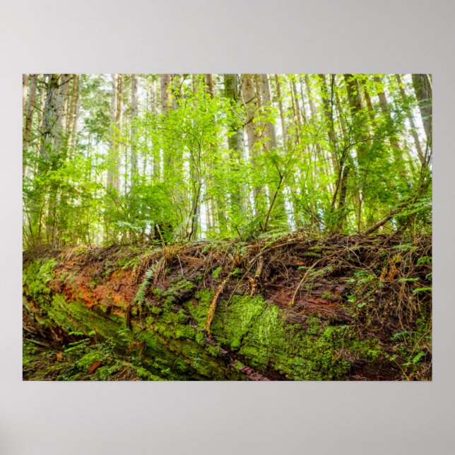 Tiger Mountain | Issaquah, Staat Washington Poster (Vorne)